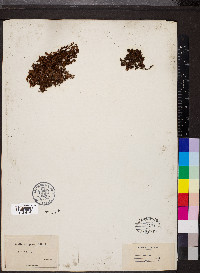 Saxifraga oppositifolia image