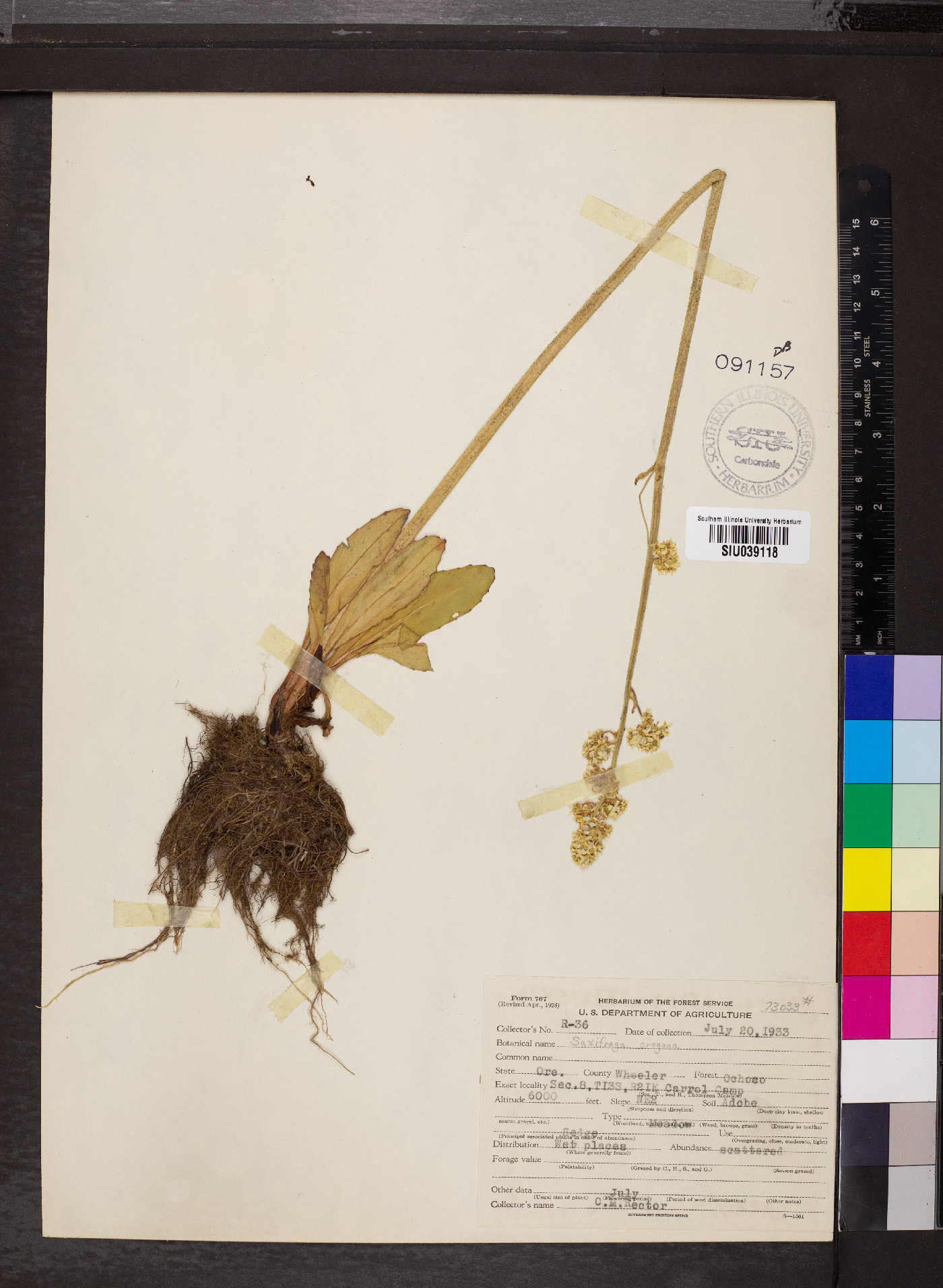 Saxifraga oregana image