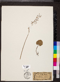 Saxifraga nelsoniana subsp. nelsoniana image