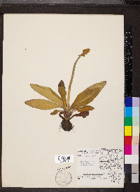Micranthes pensylvanica image