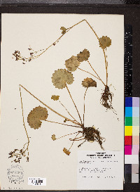 Saxifraga insularis image