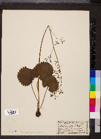 Saxifraga nelsoniana image