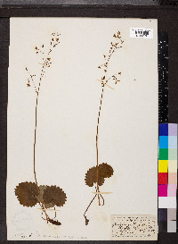 Saxifraga nelsoniana subsp. nelsoniana image
