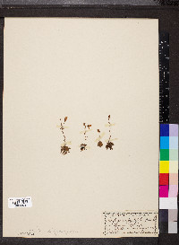 Saxifraga serpyllifolia image