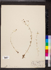 Saxifraga adscendens image