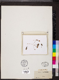 Saxifraga caesia image