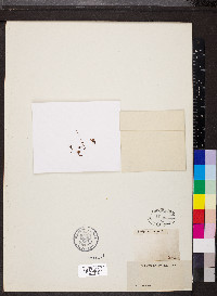 Saxifraga caesia image