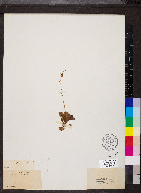 Saxifraga cuneifolia image