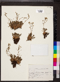 Saxifraga exarata image