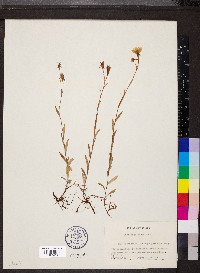 Saxifraga hirculus image