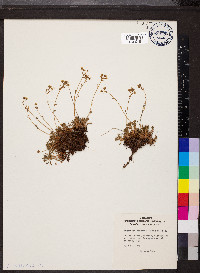 Saxifraga exarata subsp. moschata image