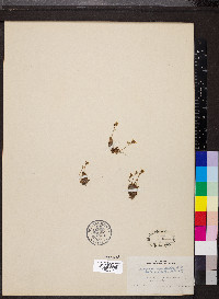 Saxifraga muscoides image