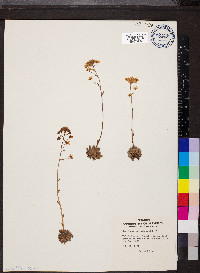 Saxifraga paniculata image