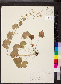 Saxifraga rotundifolia image