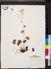 Saxifraga rotundifolia image