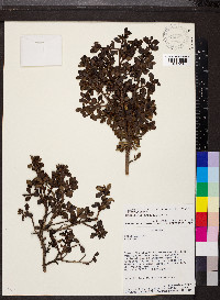 Escallonia myrtilloides image