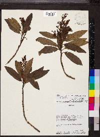 Escallonia paniculata image