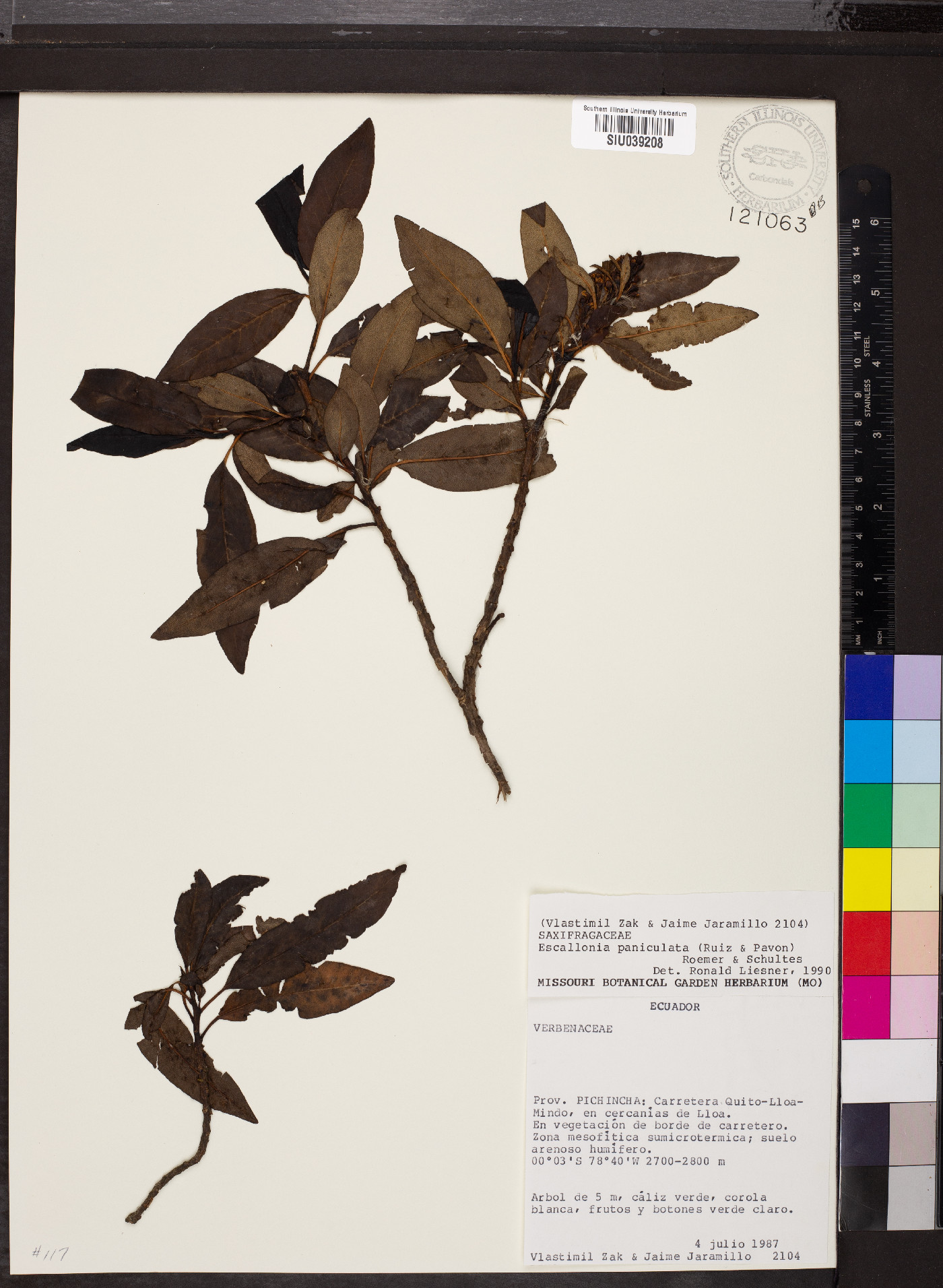 Escallonia paniculata image