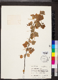 Ribes americanum image