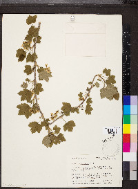 Ribes americanum image