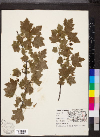 Ribes cynosbati image