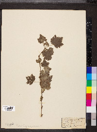 Ribes cynosbati image