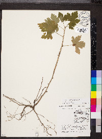 Ribes missouriense image