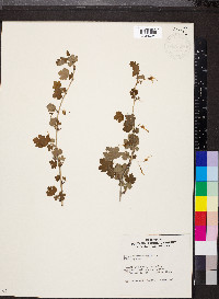 Ribes missouriense image