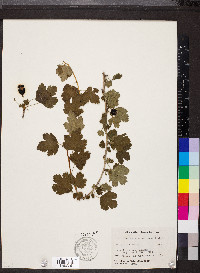 Ribes missouriense image