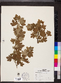 Ribes missouriense image