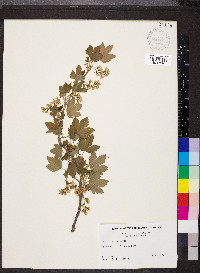 Ribes americanum image