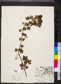 Ribes americanum image