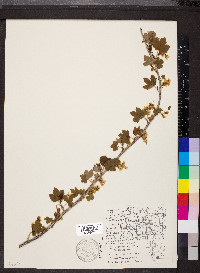 Ribes americanum image