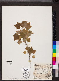 Ribes americanum image