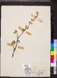 Ribes americanum image