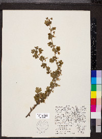 Ribes missouriense image