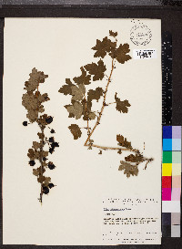 Ribes missouriense image