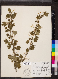 Ribes missouriense image