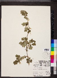 Ribes missouriense var. missouriense image