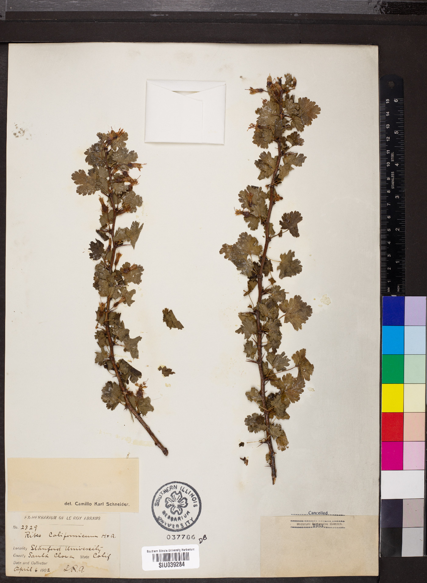 Ribes californicum image