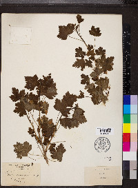 Ribes divaricatum image