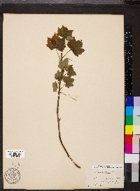 Ribes glandulosum image