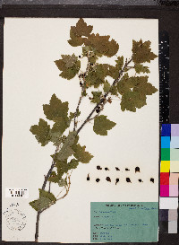 Ribes hirtellum image