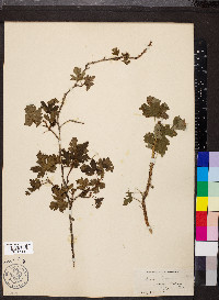 Ribes lacustre image