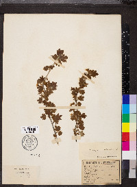 Ribes oxyacanthoides image