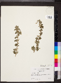 Ribes oxyacanthoides image