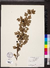 Ribes rotundifolium image