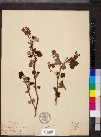 Ribes sanguineum image