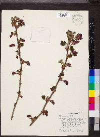 Ribes sanguineum image