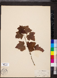 Ribes floridum image